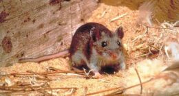 Hantavirus, rabies exposures confirmed at Grand Canyon National Park