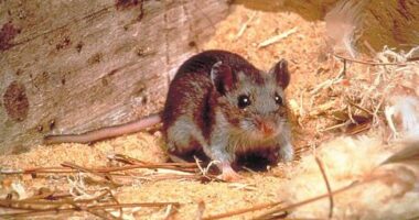 Hantavirus, rabies exposures confirmed at Grand Canyon National Park