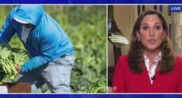 Immigration bill gives chance to noncriminal migrants: Florida rep.
