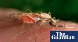 Malaria ‘back with a vengeance’ in Zimbabwe as number of deaths from the disease triple