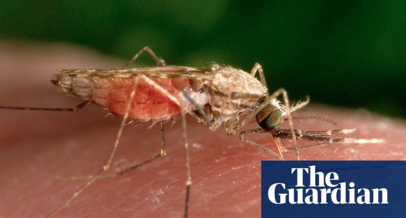 Malaria ‘back with a vengeance’ in Zimbabwe as number of deaths from the disease triple