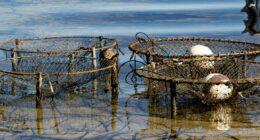 Man fined $12,000 after interfering with crab pots
