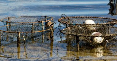 Man fined $12,000 after interfering with crab pots