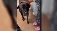 Missouri man helps reunite dog with Iowa family