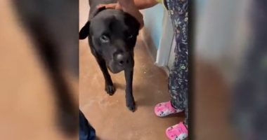Missouri man helps reunite dog with Iowa family