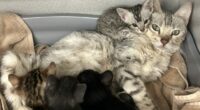 Nearly 100 cats found in 'unimaginable conditions' in Colorado