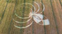 Police probe is launched after farmer's field is damaged by crop circle hoaxers