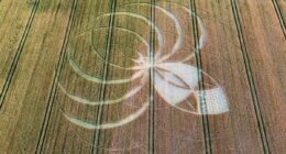Police probe is launched after farmer's field is damaged by crop circle hoaxers