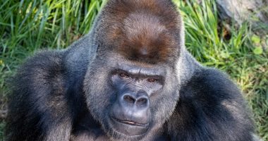 San Francisco Zoo welcoming silverback gorilla Cecil