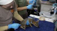 Texas flooding: Wildlife rescue shelter takes in over 200 animals