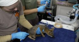 Texas flooding: Wildlife rescue shelter takes in over 200 animals