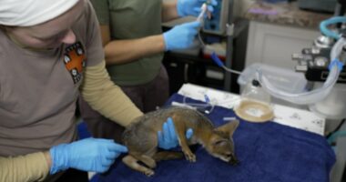 Texas flooding: Wildlife rescue shelter takes in over 200 animals