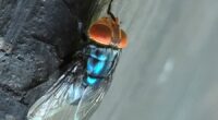 US to drop millions of flies over Texas to kill 'man-eater' maggots