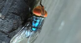 US to drop millions of flies over Texas to kill 'man-eater' maggots