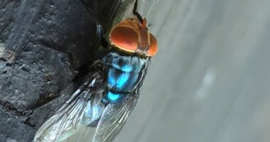 US to drop millions of flies over Texas to kill 'man-eater' maggots