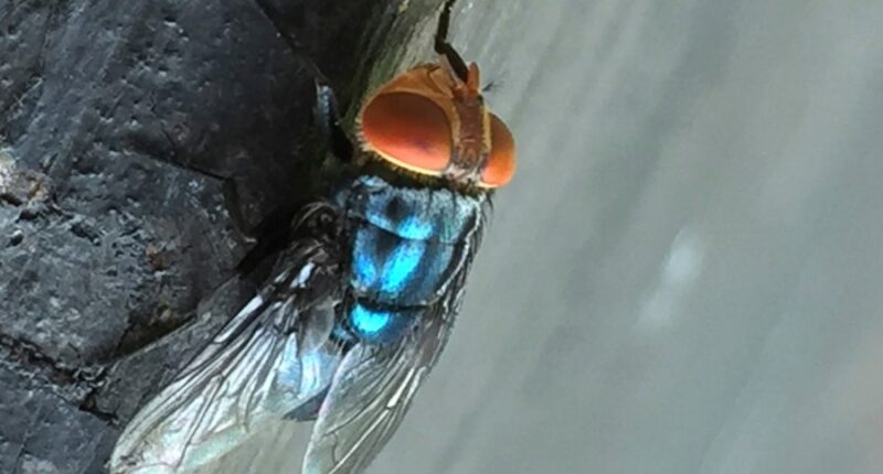 US to drop millions of flies over Texas to kill 'man-eater' maggots