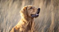 Vet says 'take action immediately' if you notice these seven signs