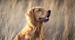 Vet says 'take action immediately' if you notice these seven signs