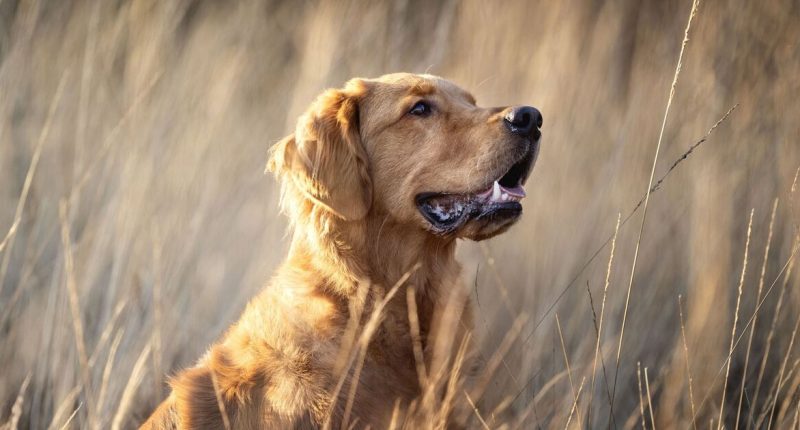 Vet says 'take action immediately' if you notice these seven signs