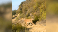 Ojai mountain lion