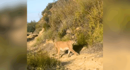 Ojai mountain lion
