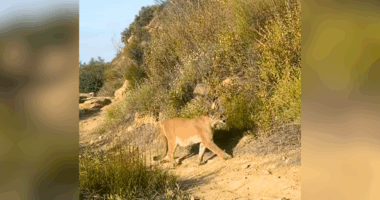 Ojai mountain lion