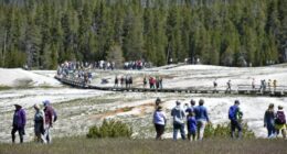 Yellowstone aspen recovering thanks to 1990s reintroduction of wolves: Study