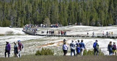 Yellowstone aspen recovering thanks to 1990s reintroduction of wolves: Study