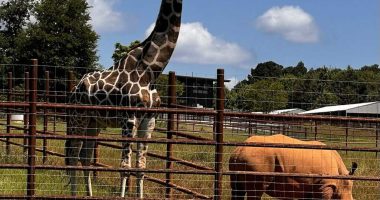 ‘Every 20 Minutes an Animal or Plant Goes Extinct’: Wildlife CSI Academy Hosts Unique Learning Event at Georgia Safari Conservation Park
