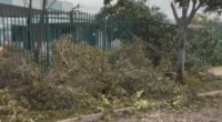 Tress down in Adelaide