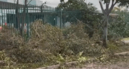 Tress down in Adelaide