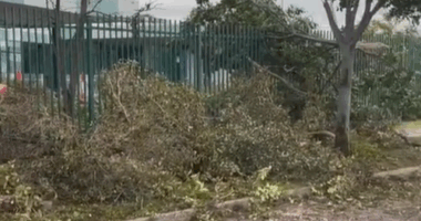 Tress down in Adelaide