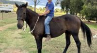 Tributes have been flowing for Jimmy Webster, who died in horse truck crash.