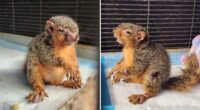 This squirrel suffering from squirrelpox was rescued by Halfway Home Wildlife Rehab in Michigan, USA, in July.
