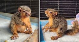 This squirrel suffering from squirrelpox was rescued by Halfway Home Wildlife Rehab in Michigan, USA, in July.