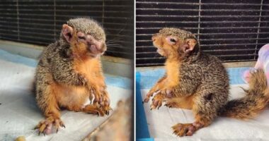 This squirrel suffering from squirrelpox was rescued by Halfway Home Wildlife Rehab in Michigan, USA, in July.