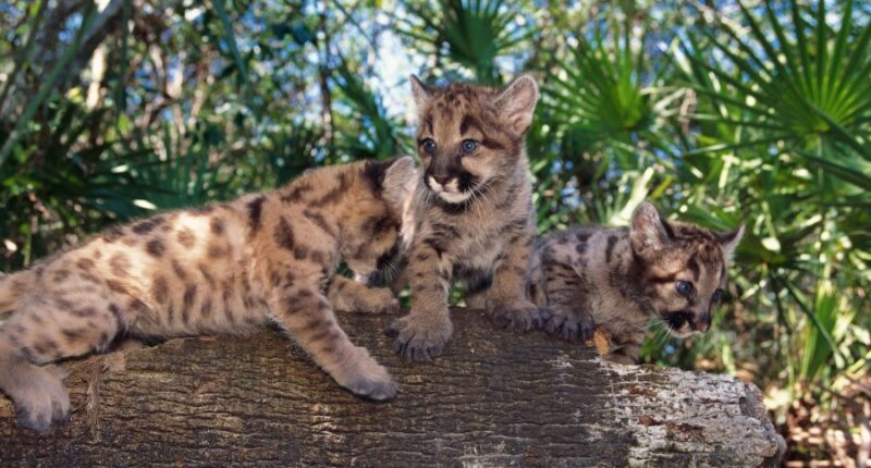 2 endangered Florida panther kittens found dead after suspected collision