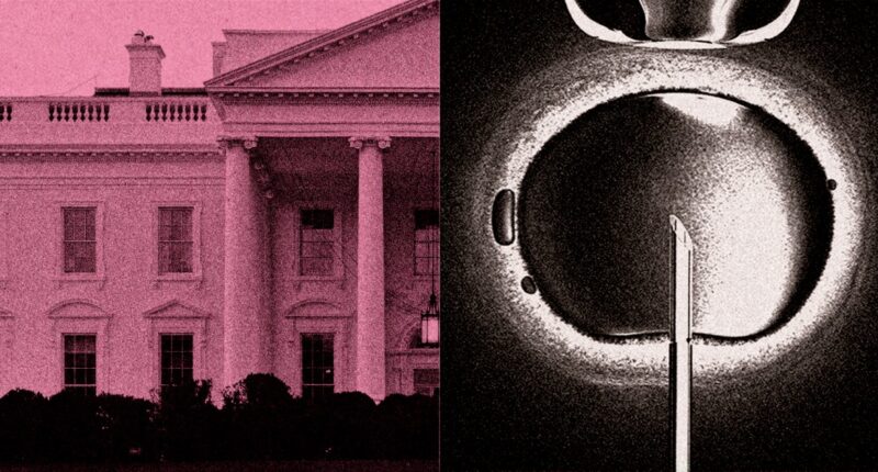 A little-known approach to infertility is complicating the White House's IVF push