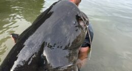 Man holding a 2.68-meter-long catfish.