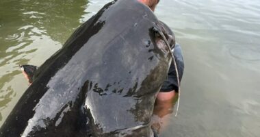 Man holding a 2.68-meter-long catfish.