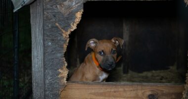 Animal organization helps rescue 10 dogs in Beaufort County dog fighting bust