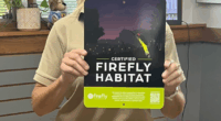 As firefly sightings decline, here's how to create a certified habitat