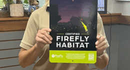 As firefly sightings decline, here's how to create a certified habitat