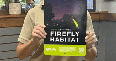 As firefly sightings decline, here's how to create a certified habitat