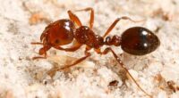 Fire ants found in Toowoomba