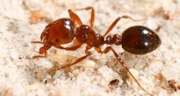 Fire ants found in Toowoomba