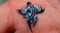 Two blue dragons, or Glaucus atlanticus, were found on the beaches of Guardamar del Segura.