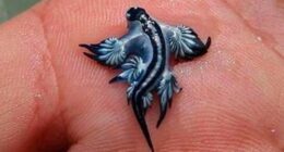 Two blue dragons, or Glaucus atlanticus, were found on the beaches of Guardamar del Segura.