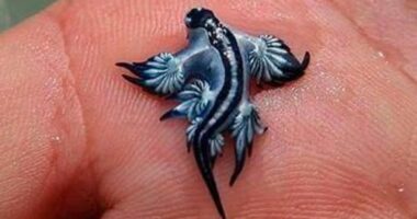 Two blue dragons, or Glaucus atlanticus, were found on the beaches of Guardamar del Segura.