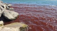 Biblical sea turns blood red sparking fears of God's plagues